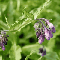 Comfrey